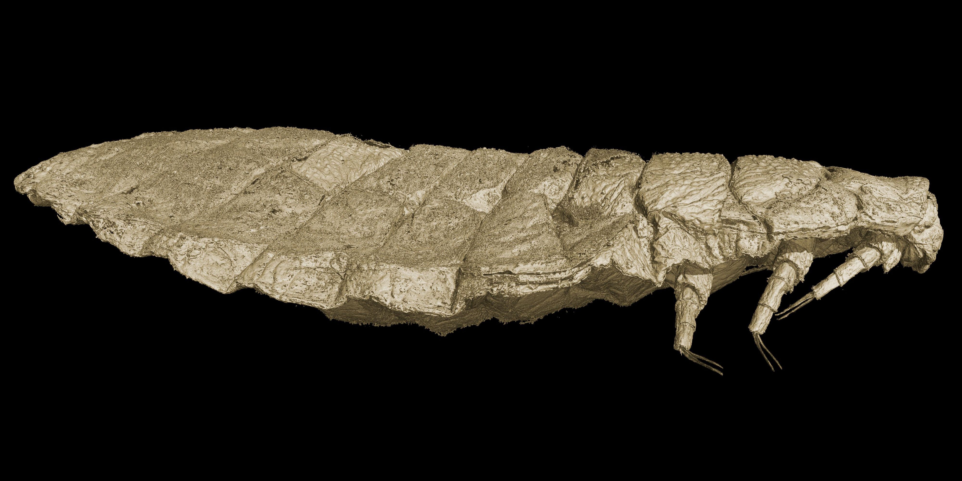 Bernsteinfossil im Röntgenblick