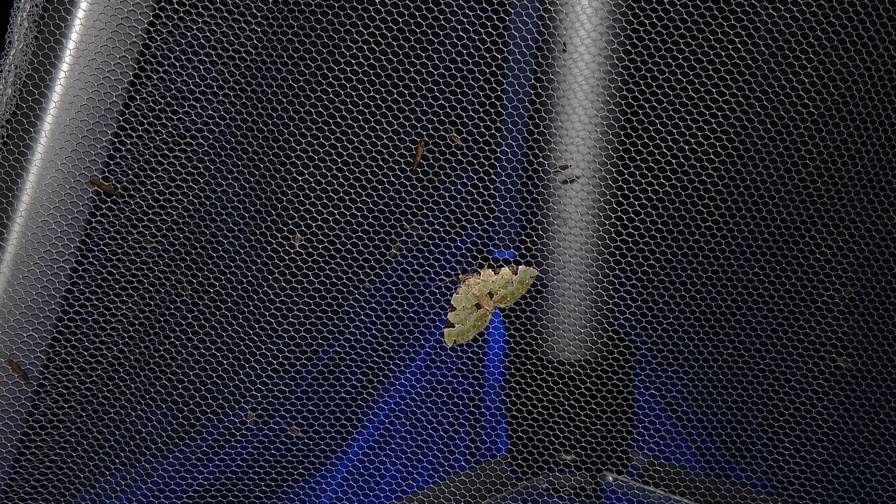 „Erste Jenaer Falternacht" war ein Erfolg