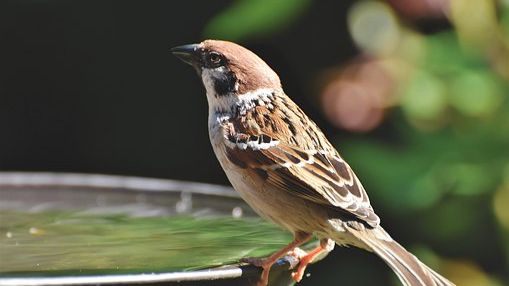 Haussperling häufigster Gartenvogel in Thüringen