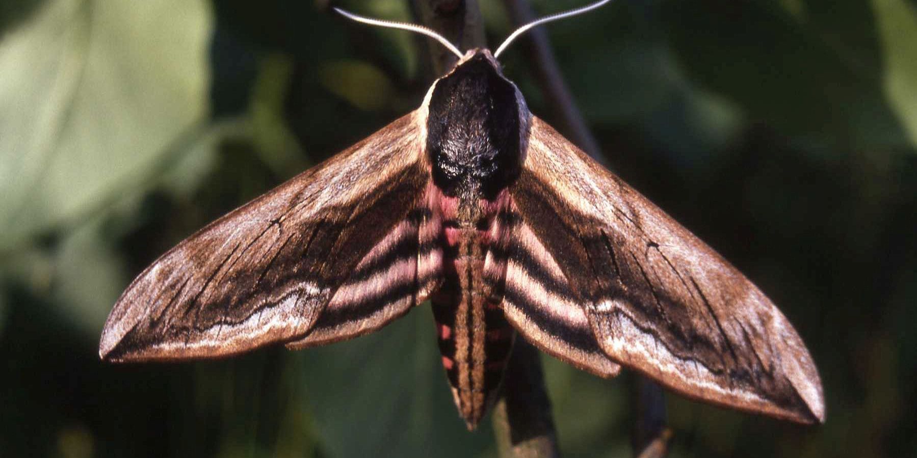Erste Jenaer Falternacht