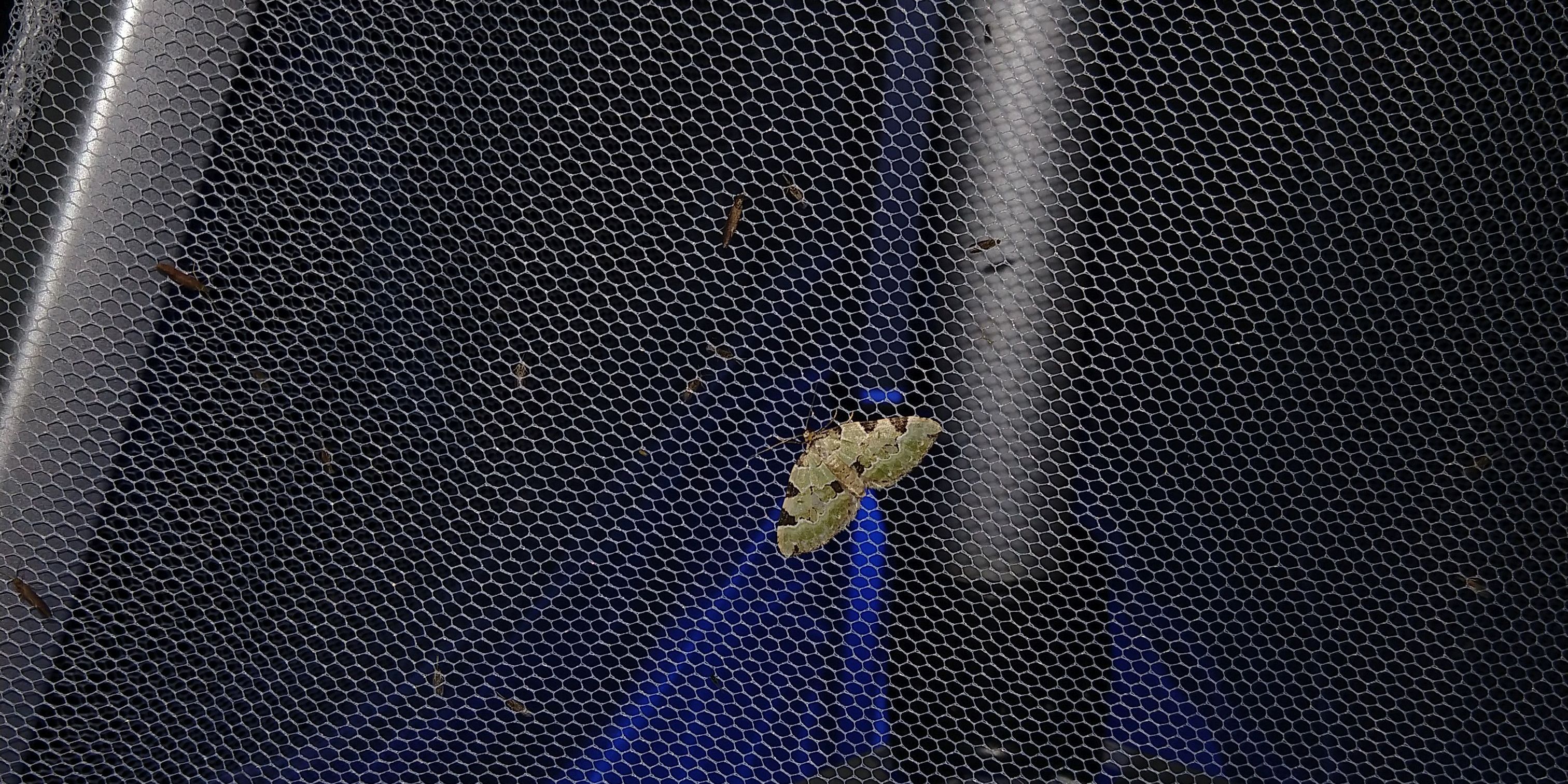 „Erste Jenaer Falternacht" war ein Erfolg