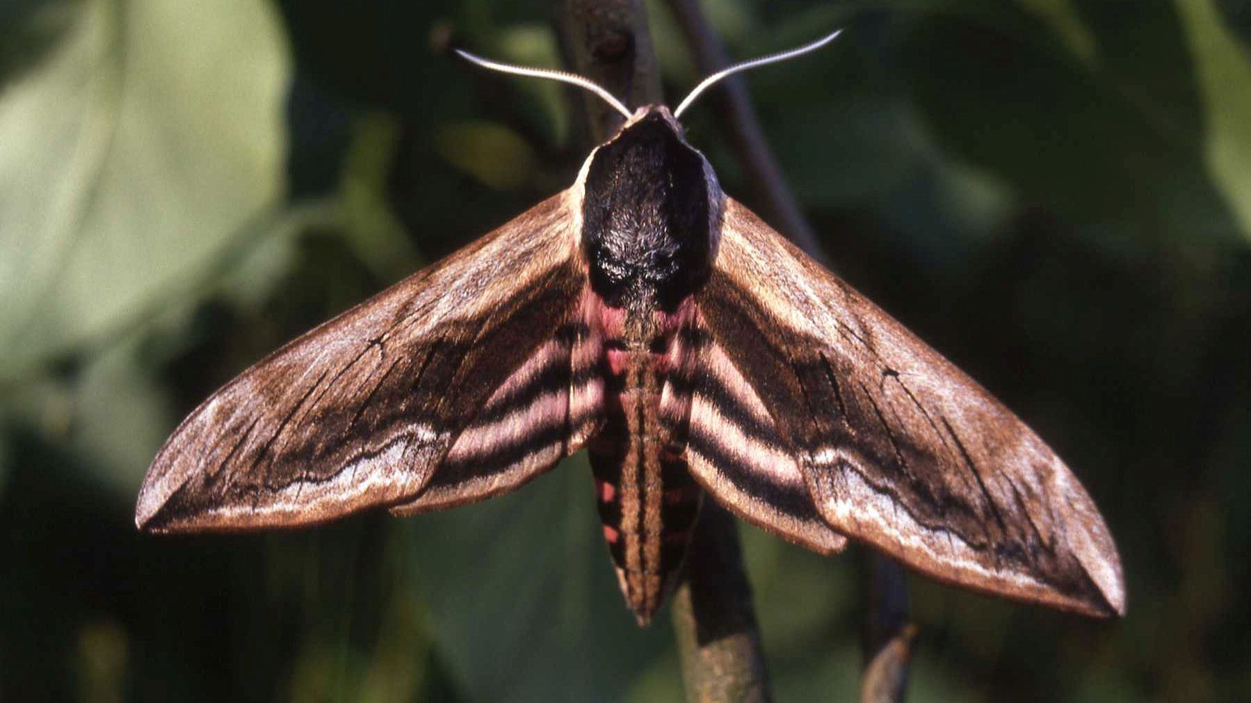 Erste Jenaer Falternacht
