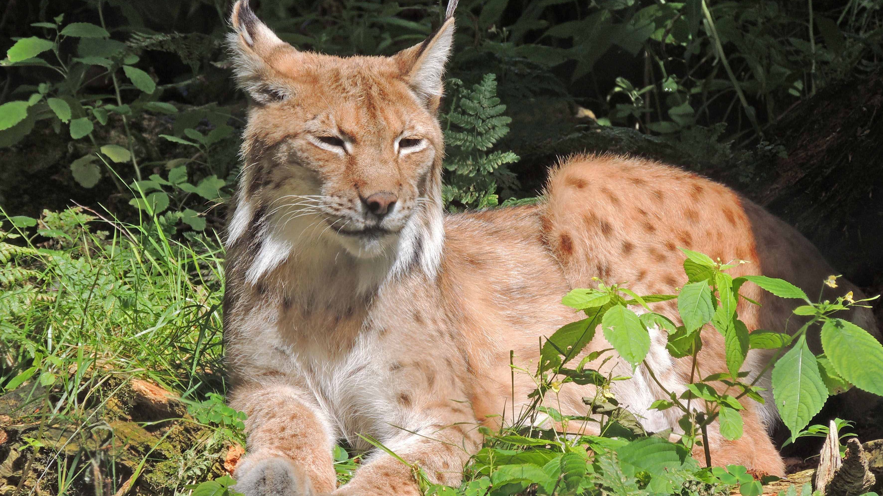 NABU: Immer noch zu wenig Luchse in Deutschland