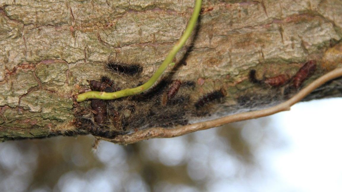 Raupen-Plage: Liebschwitzer drängen auf Maßnahmen 