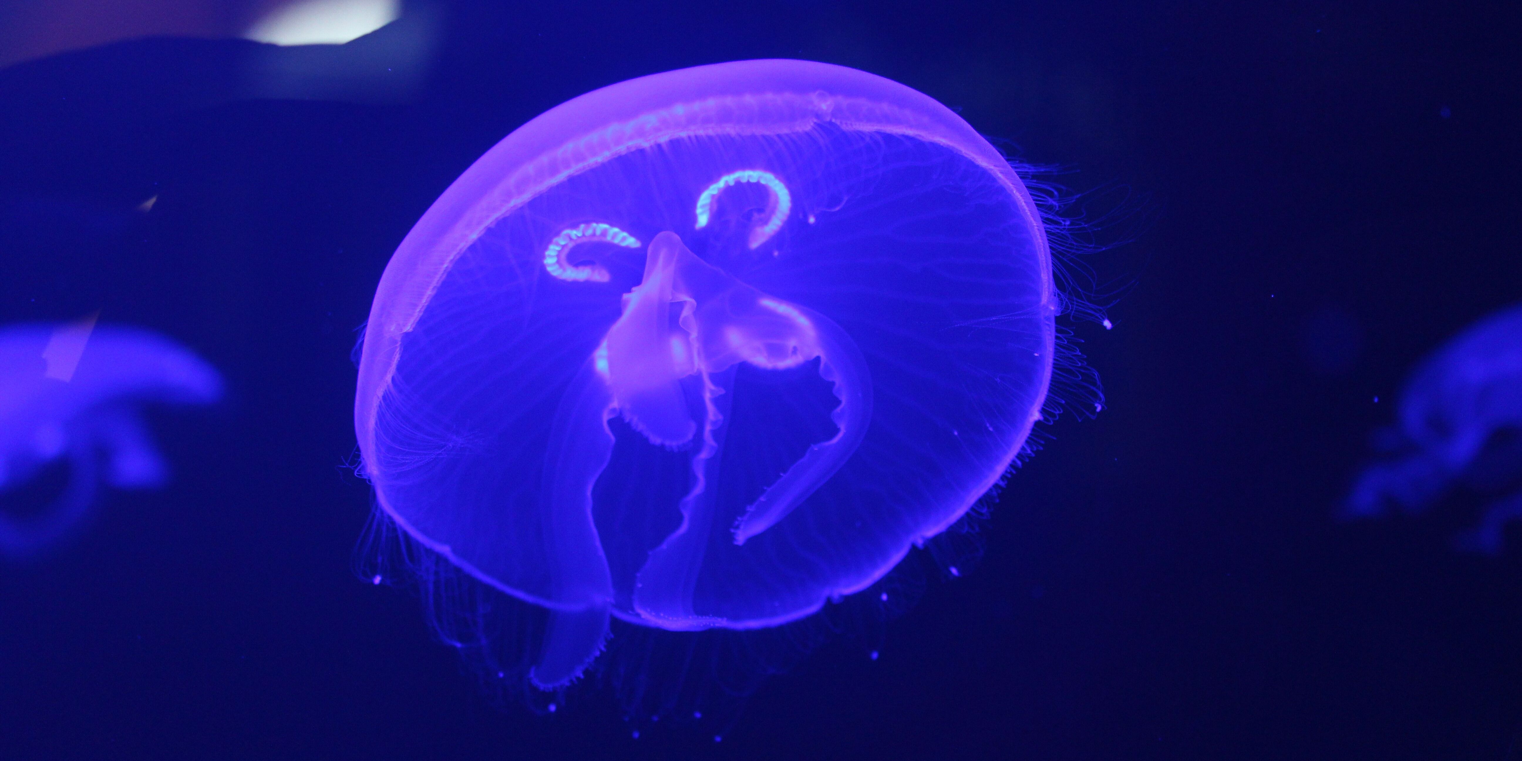 Phyletisches Museum hat neues Quallen-Aquarium