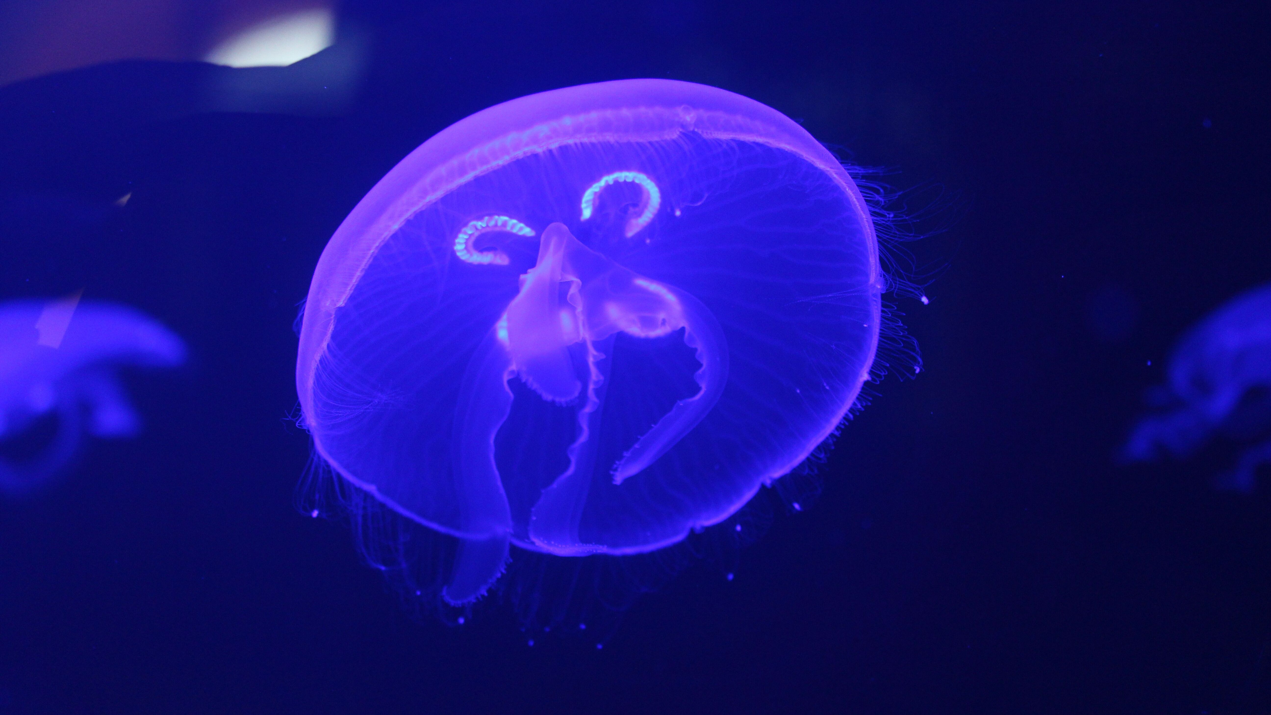 Phyletisches Museum hat neues Quallen-Aquarium