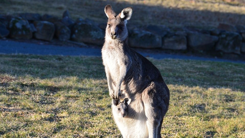 Känguru ist wieder zurück - ABG.TV