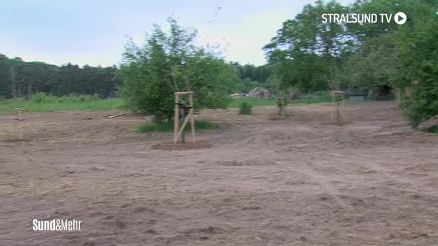 Streuobstwiese in Blieschow auf Rügen gepflanzt Streuobstwiese in Blieschow auf Rügen gepflanzt