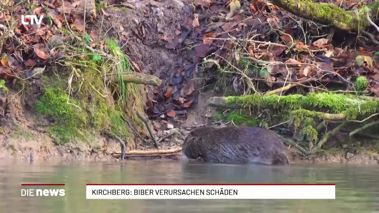 Kirchberg: Biber verursachen Schäden