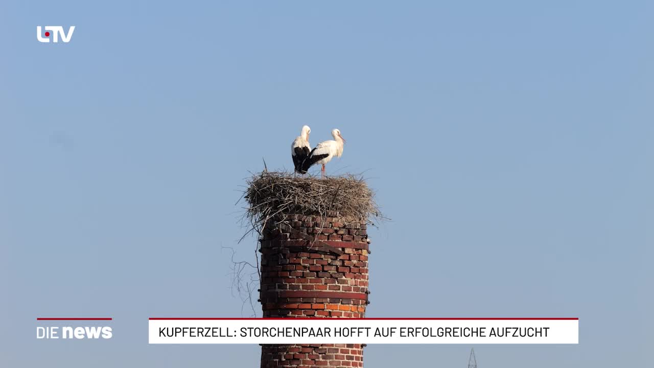 Kupferzell: Storchenpaar hofft auf erfolgreiche Aufzucht