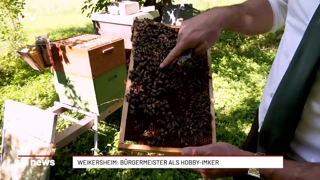 Weikersheim: Bürgermeister als Hobby-Imker 
