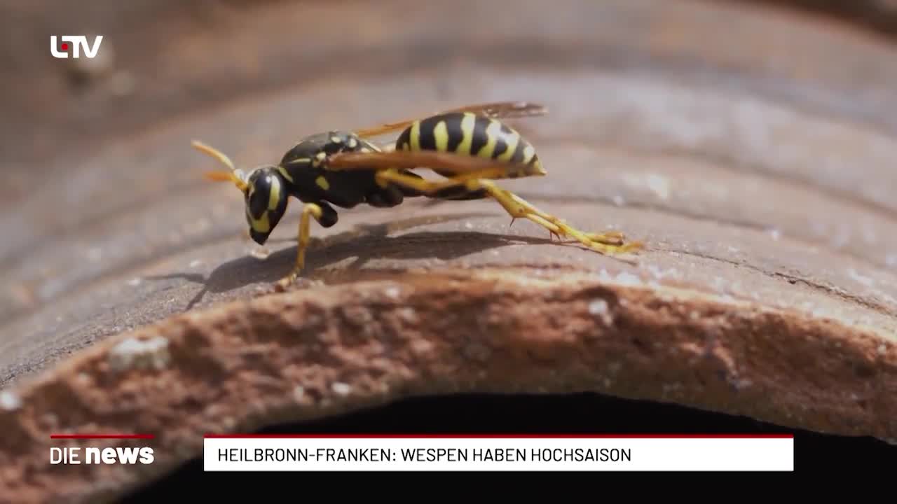 Heilbronn-Franken: Wespen haben Hochsaison
