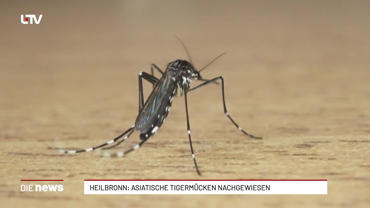 Heilbronn: Asiatische Tigermücken nachgewiesen