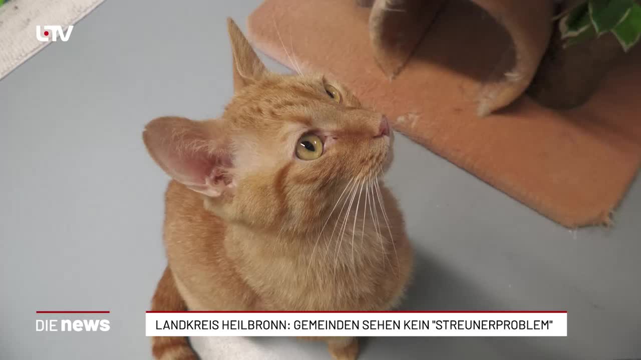Landkreis Heilbronn: Gemeinden sehen kein "Streunerproblem"