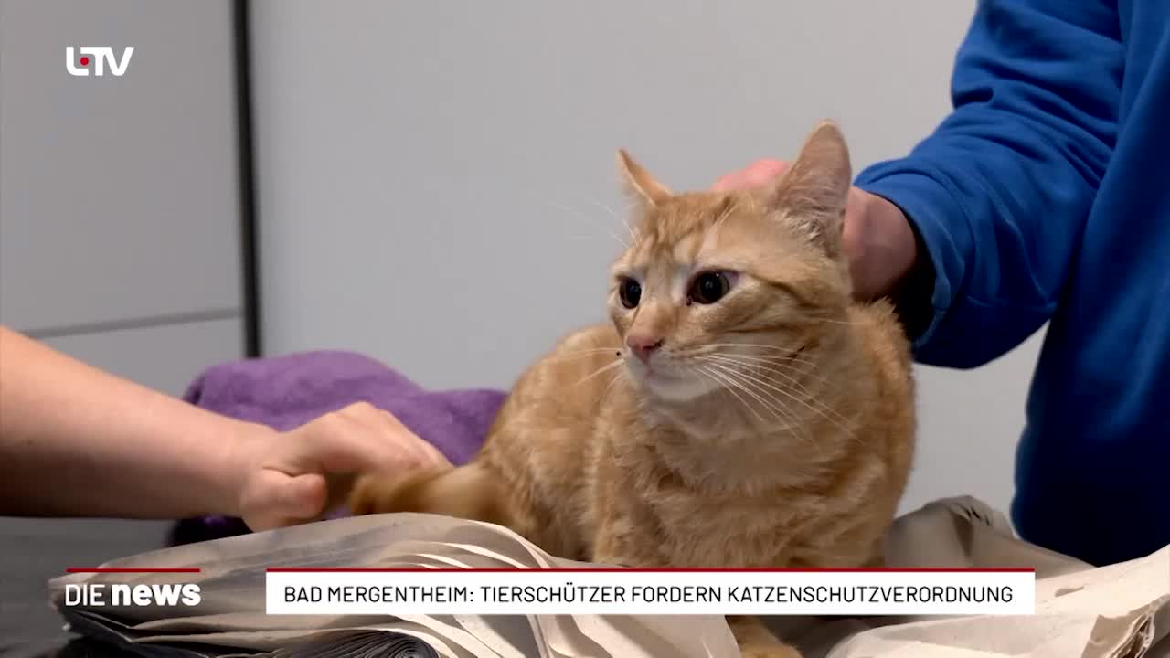 Bad Mergentheim: Tierschützer fordern Katzenschutzverordnung
