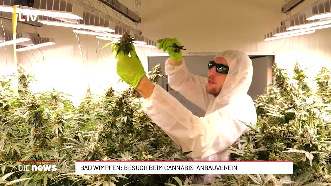 Bad Wimpfen: Besuch beim Cannabis-Anbauverein