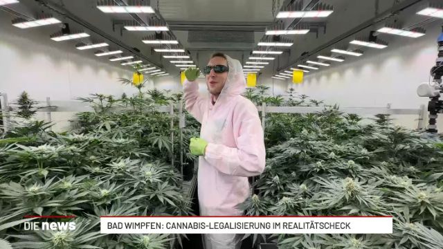 Bad Wimpfen: Cannabis-Legalisierung im Realitätscheck