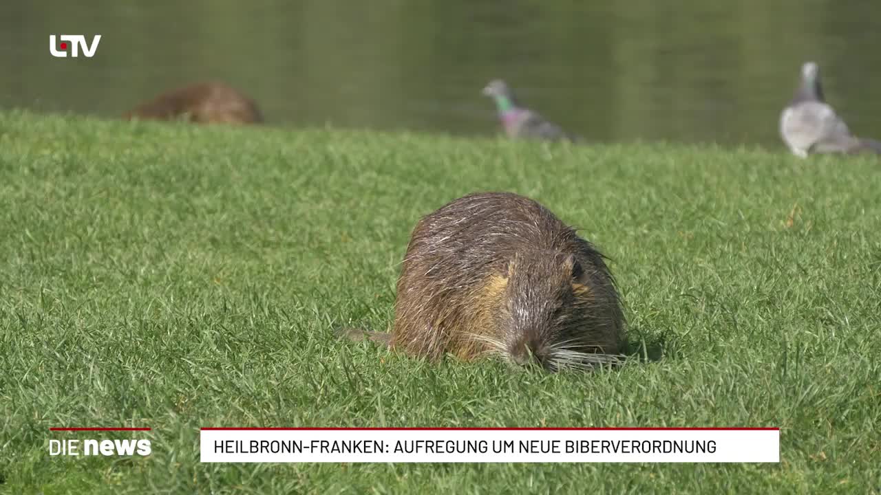 Heilbronn-Franken: Aufregung um neue Biberverodnung