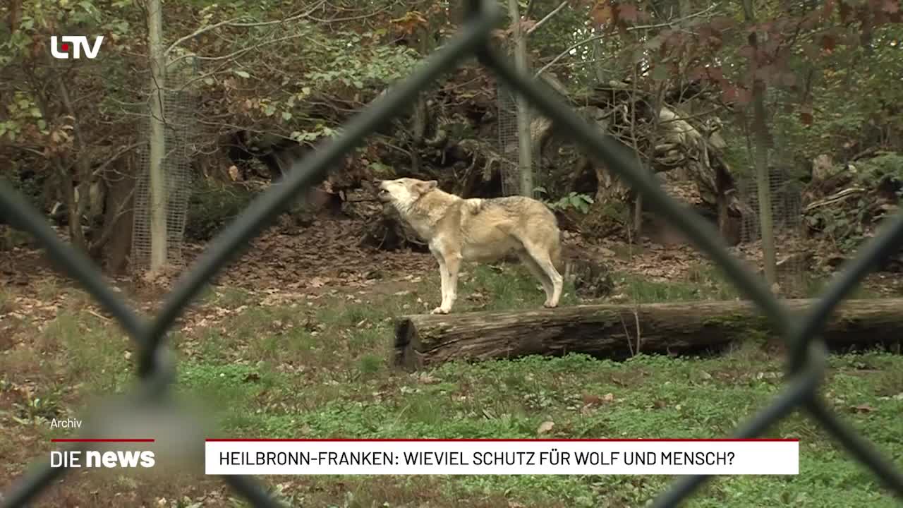 Heilbronn-Franken: Wieviel Schutz für Wolf und Mensch?
