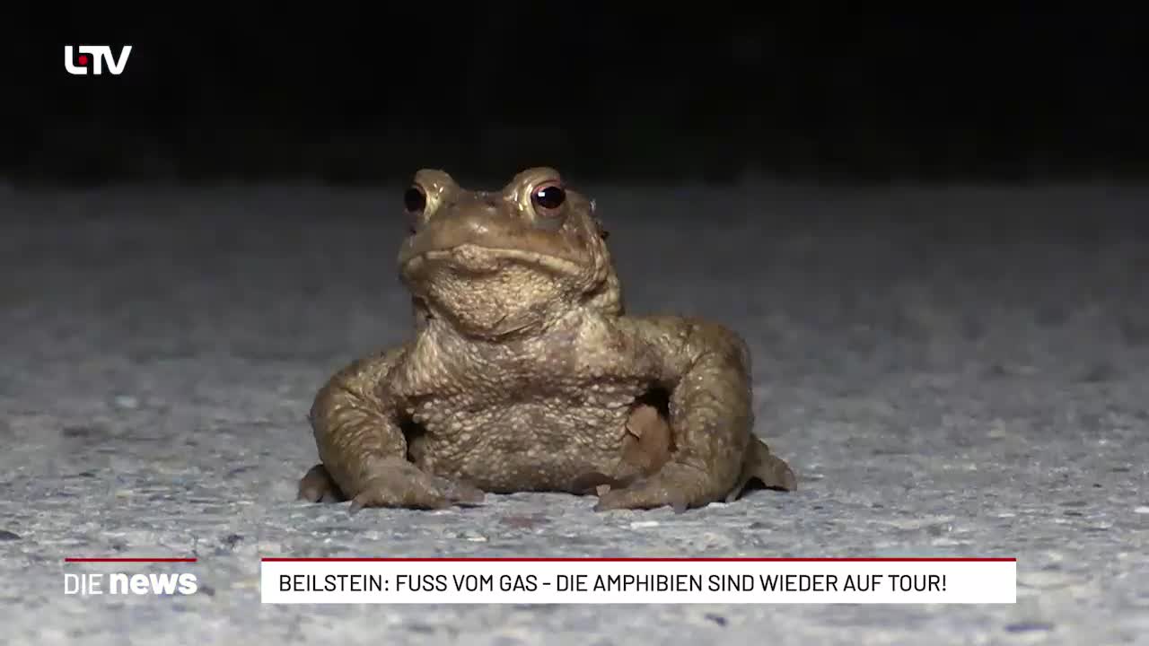 Beilstein: Fuß vom Gas – die Amphibien sind wieder auf Tour!