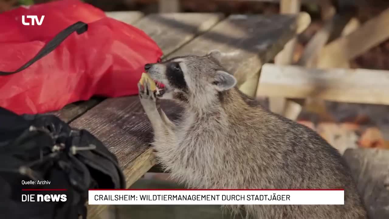 Crailsheim: Wildtiermanagement durch Stadtjäger