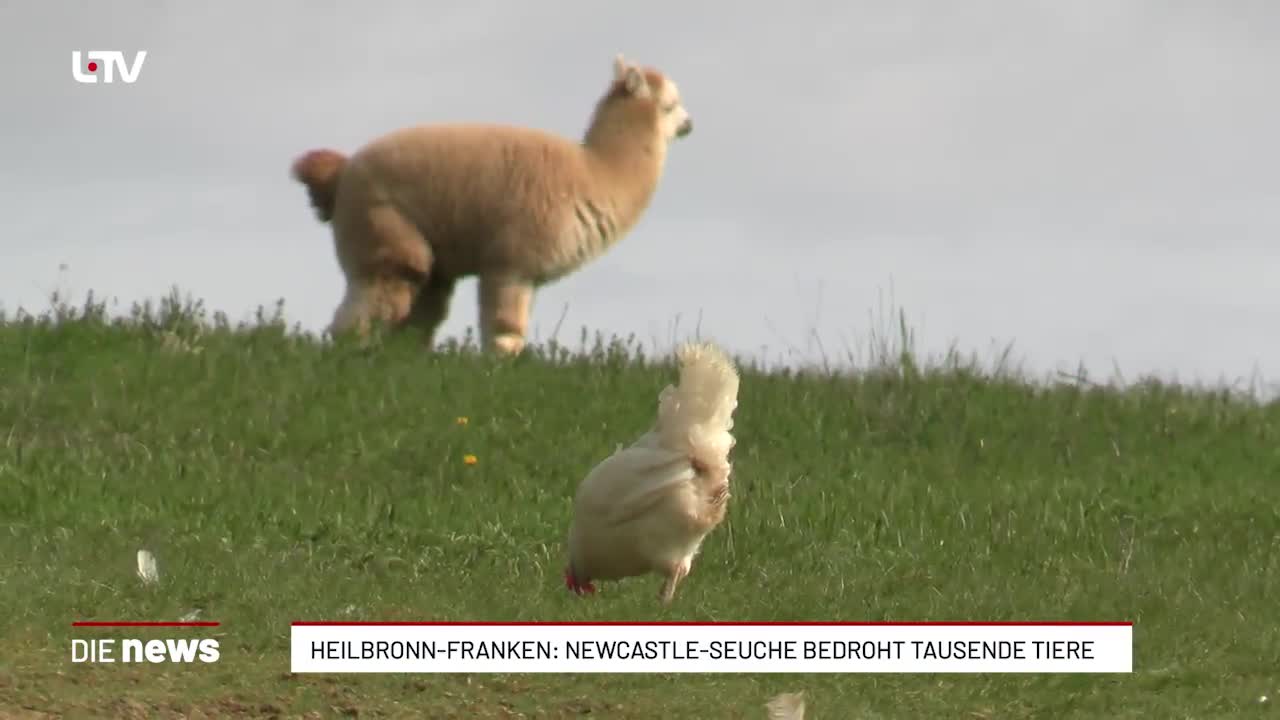 Heilbronn-Franken: Newcastle-Seuche bedroht Tausende Tiere