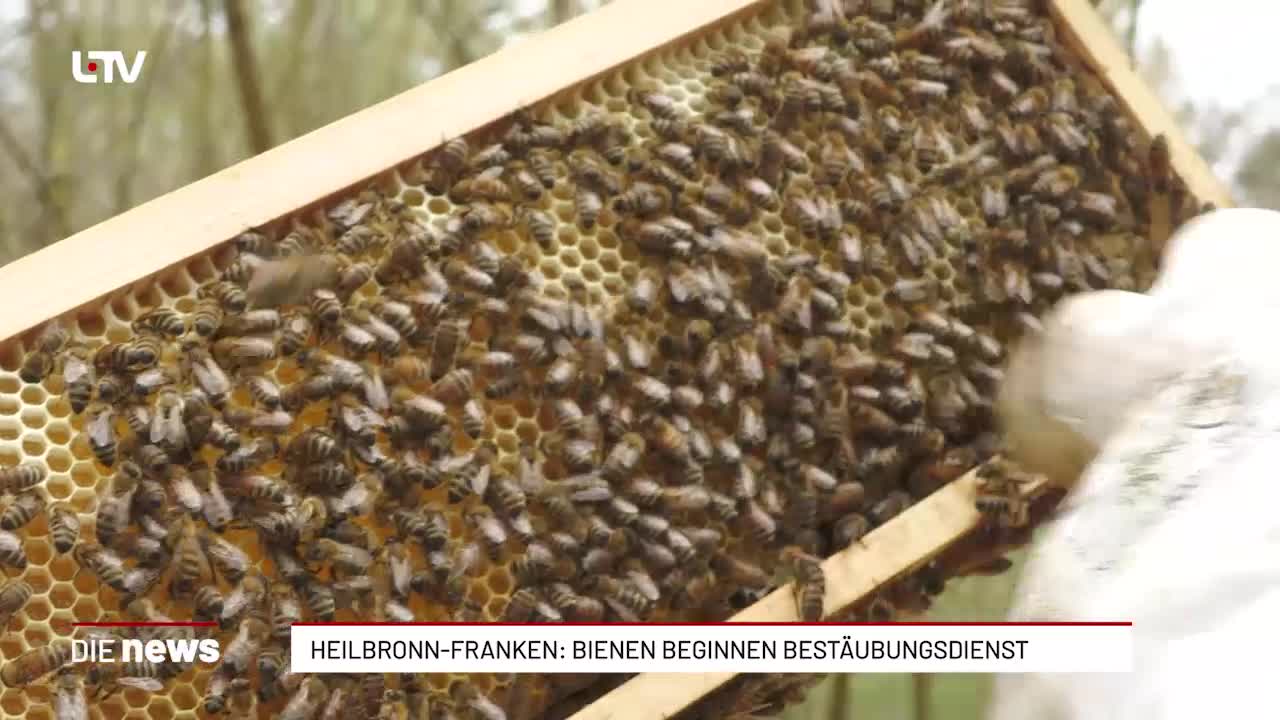 Heilbronn-Franken: Bienen beginnen Bestäubungsdienst