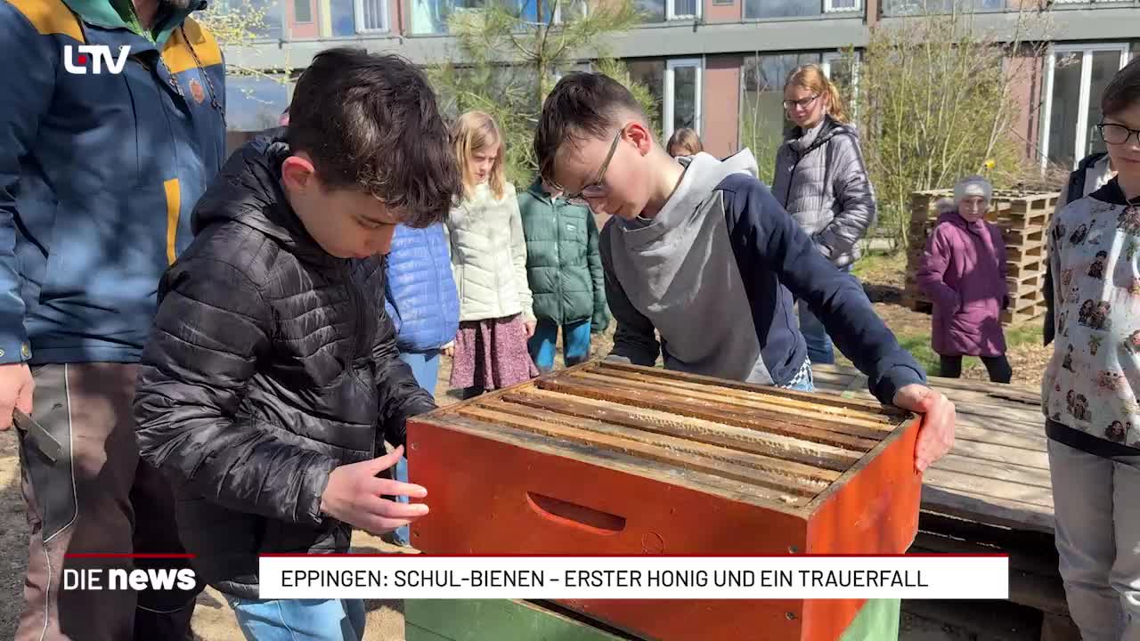 Eppingen: Schul-Bienen – erster Honig und ein Trauerfall