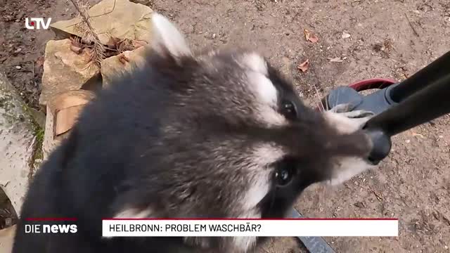 Heilbronn: Problem Waschbär?
