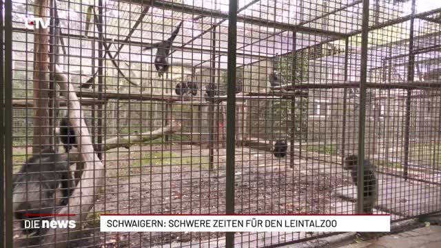 Schwaigern: Schwere Zeiten für den Leintalzoo