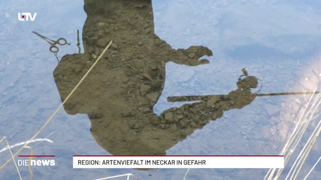 Region: Artenvielfalt im Neckar in Gefahr