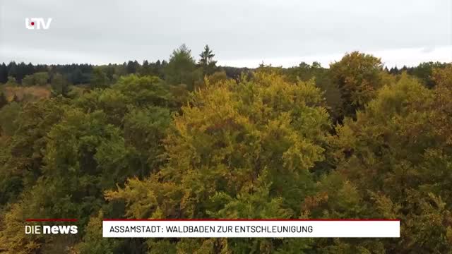 Assamstadt: Waldbaden zur Entschleunigung