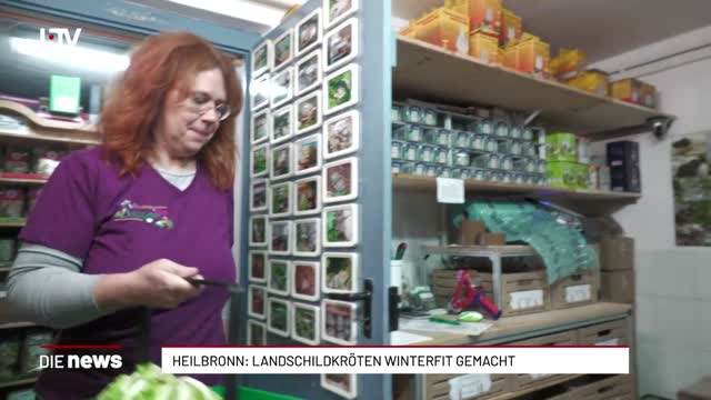 Heilbronn: Landschildkröten winterfit gemacht