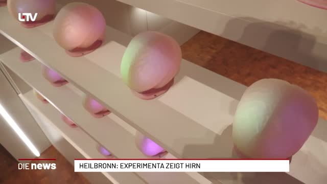 Heilbronn: Experimenta zeigt Hirn