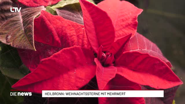 Heilbronn: Weihnachtssterne mit Mehrwert