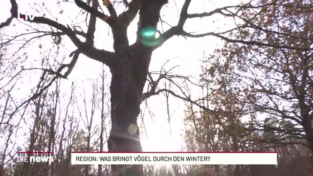 Region: Was bringt Vögel durch den Winter?