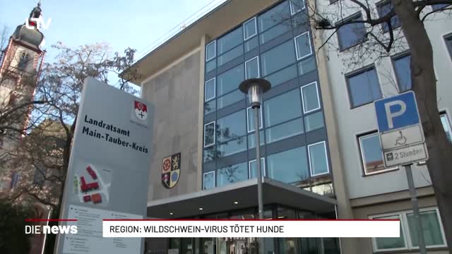 Region: Wildschwein-Virus tötet Hunde