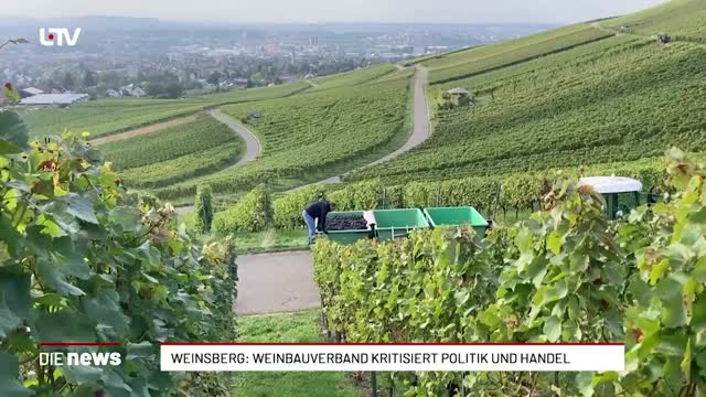 Weinsberg: Weinbauverband kritisiert Politik und Handel