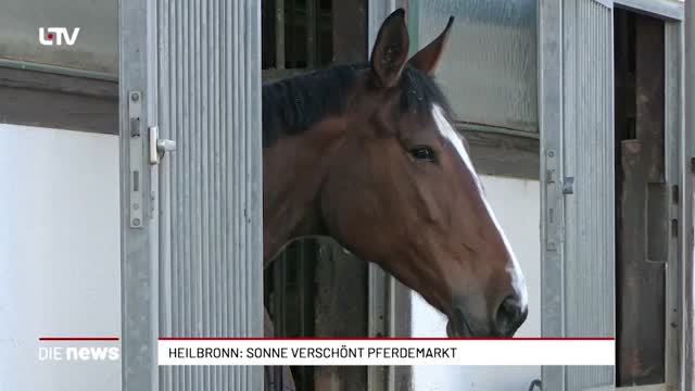 Heilbronn: Sonne verschönt Pferdemarkt