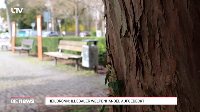 Heilbronn: Illegaler Welpenhandel aufgedeckt