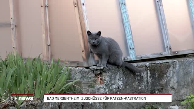 Bad Mergentheim: Zuschüsse für Katzen-Kastration