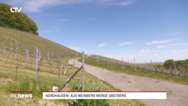 Nordhausen: Aus Weinberg werde Obstberg
