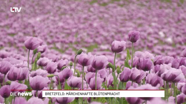 Bretzfeld: Märchenhafte Blütenpracht