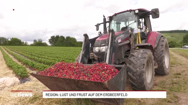 Region: Lust und Frust auf dem Erdbeerfeld