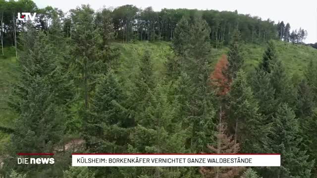 Külsheim: Borkenkäfer vernichtet ganze Waldbestände