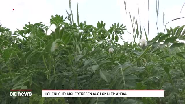 Hohenlohe: Kichererbsen aus lokalem Anbau