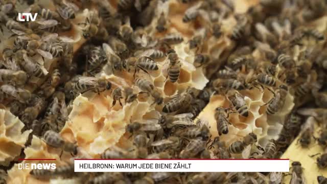 Heilbronn: Warum jede Biene zählt