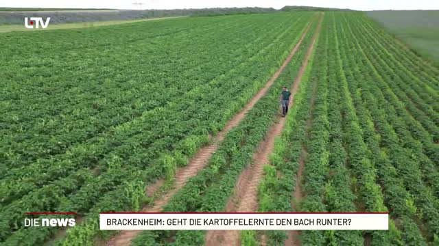 Brackenheim: Geht die Kartoffelernte den Bach runter?