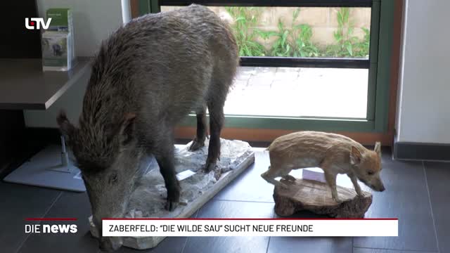 Zaberfeld: "Die wilde Sau" sucht neue Freunde