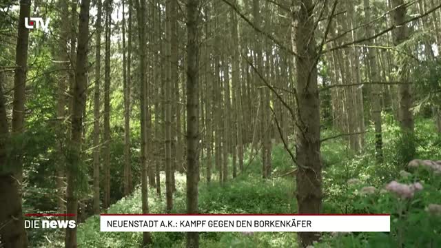 Neuenstadt a. K.: Kampf gegen den Borkenkäfer